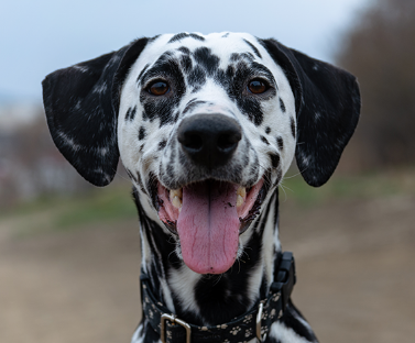 Dalmatian