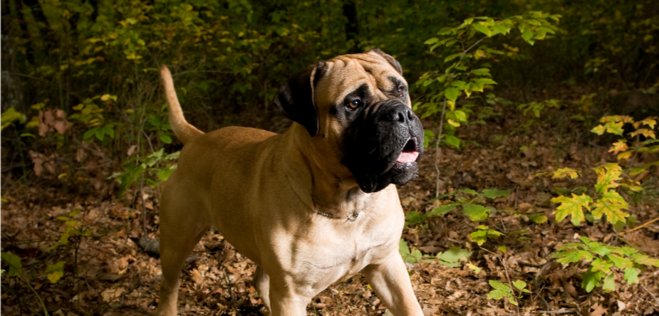 3-Fun fact-Bullmastiff GettyImages-157509737