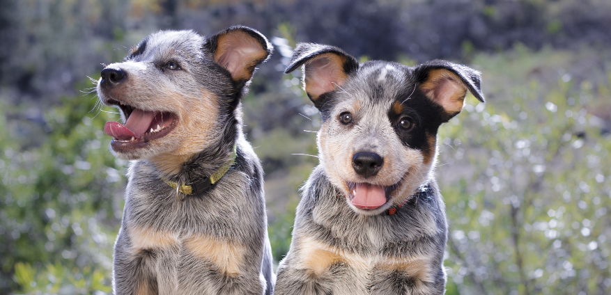 Australian Cattle Dog introduction