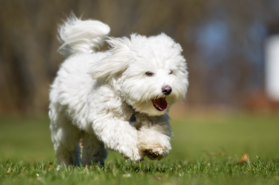 Coton de Tulear image