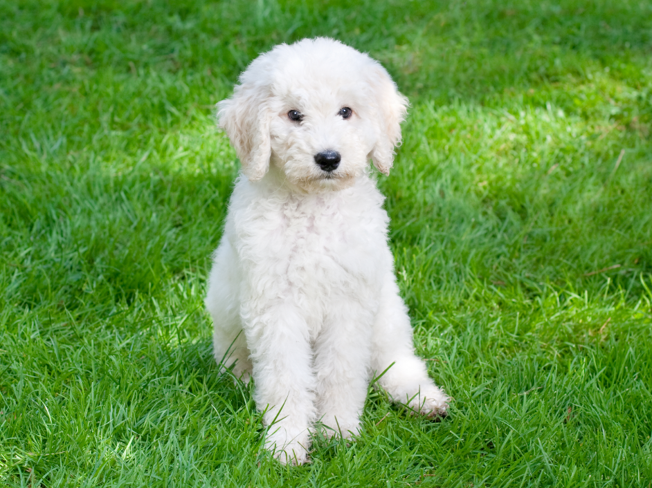 3-Fun fact-Labradoodle GettyImages-182816232