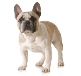 4-Color combo Fawn and white French bulldog GettyImages-468083067