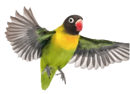 Image Bird