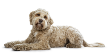 2-Labradoodle laying down GettyImages-1051731792