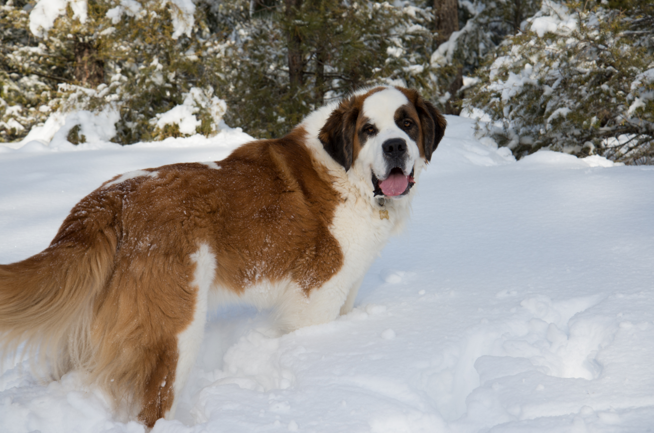 Saint Bernard image