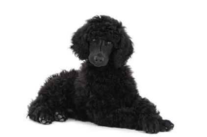 2-Poodle standard laying down GettyImages-182469897