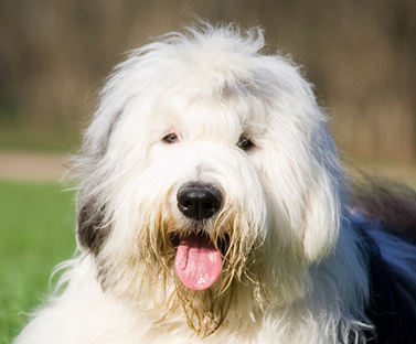 Old English Sheepdog