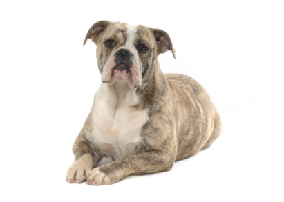 Olde English Bulldogge image