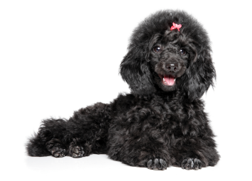 2-Poodle toy laying down GettyImages-1163806883