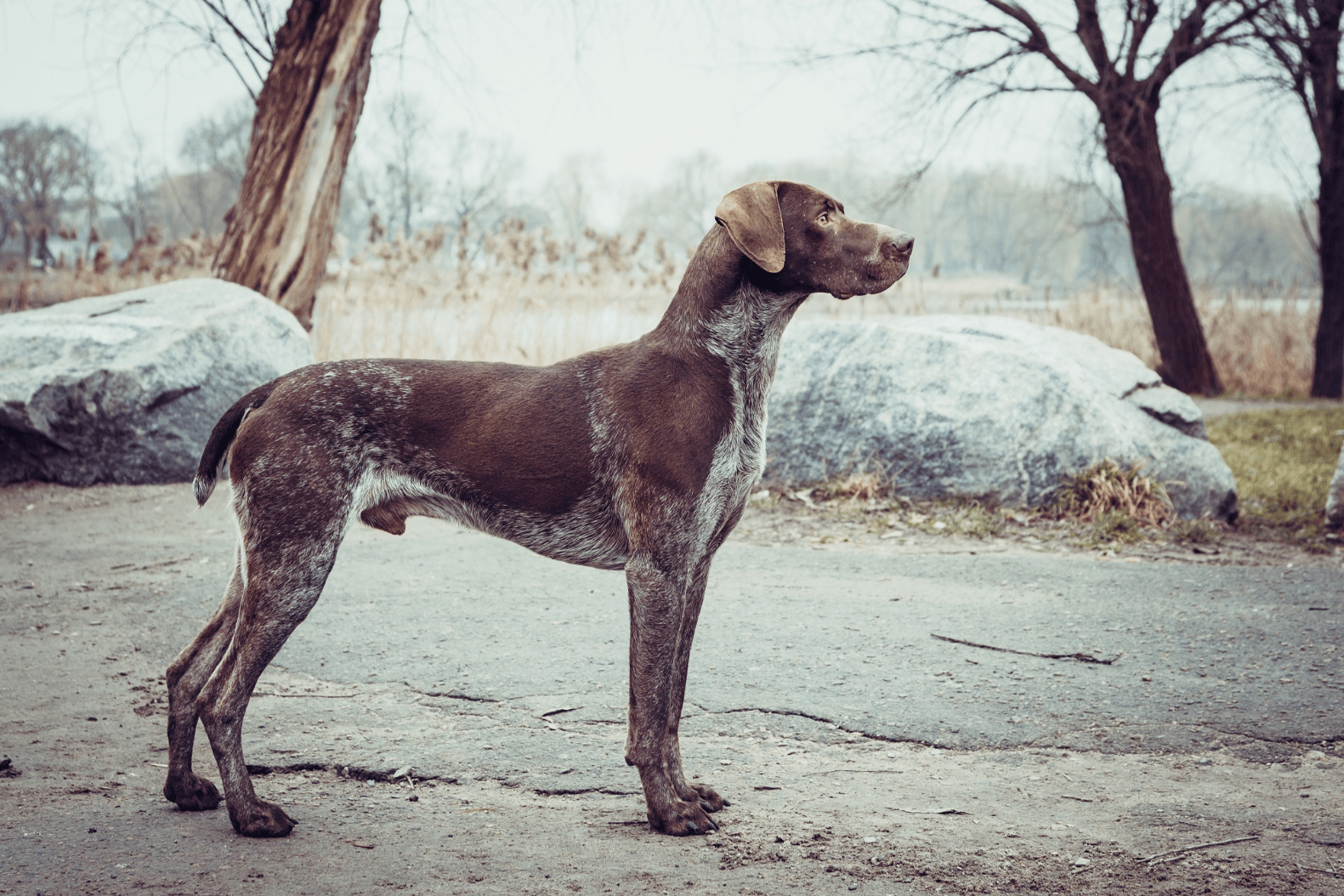 1-Hero image-German shorthaired pointer GettyImages-469790939