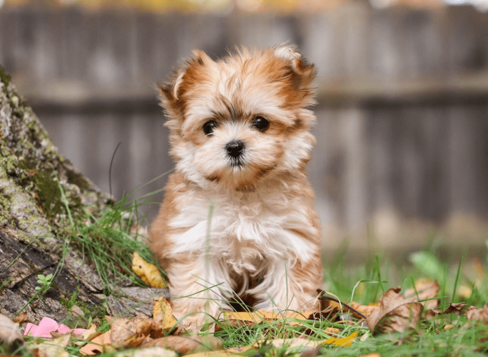 3-Fun fact-Morkie GettyImages-1428668238