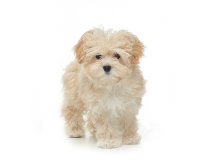 2-Maltipoo standing up GettyImages-1355917075