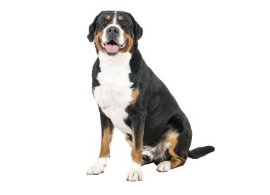 2-Greater Swiss mountain dog sitting up GettyImages-1283756071