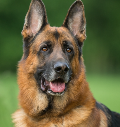 German Shepherd