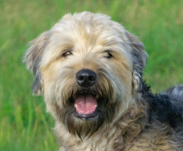 Soft-Coated Wheaten Terrier