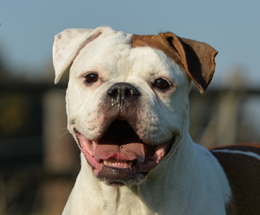 Olde English Bulldogge