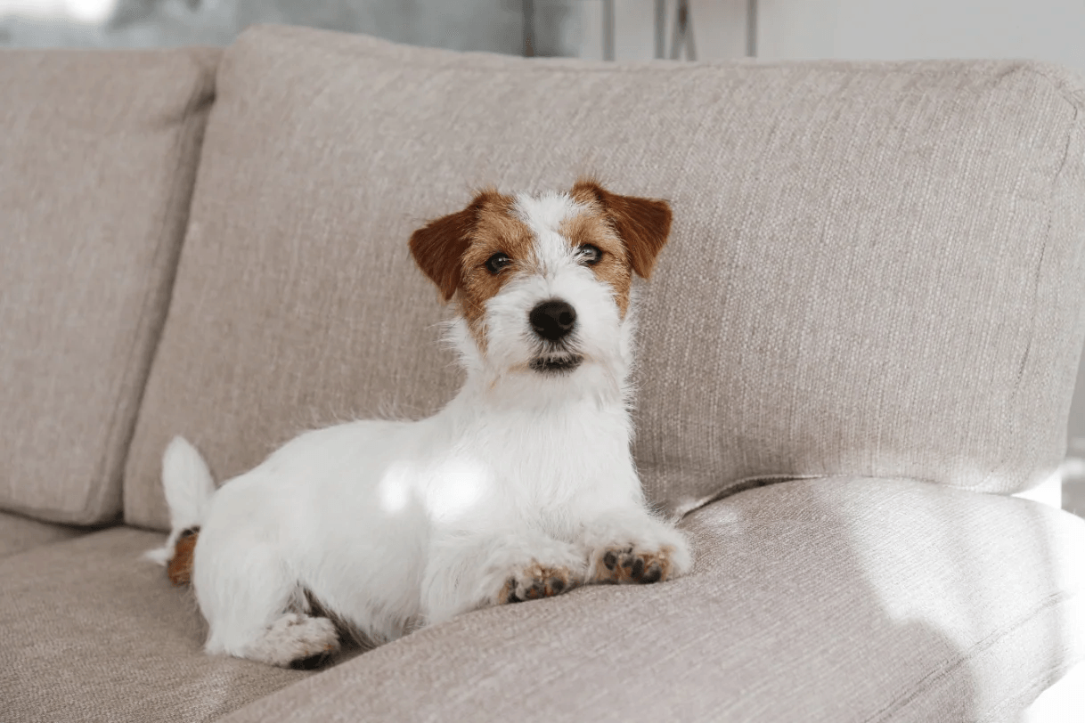 3-Fun fact-Jack Russell terrier GettyImages-1394001793