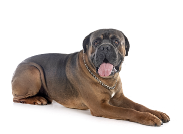 2-Cane corso laying down GettyImages-1440166585