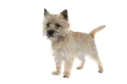2-Cairn terrier standing up GettyImages-498953372