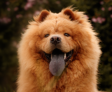 Chow Chow