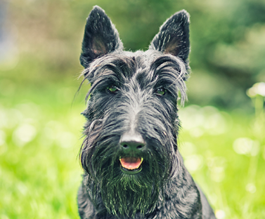 Scottish Terrier