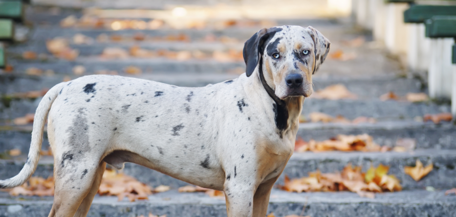 3-Fun fact-Catahoula leopard dog GettyImages-626912906