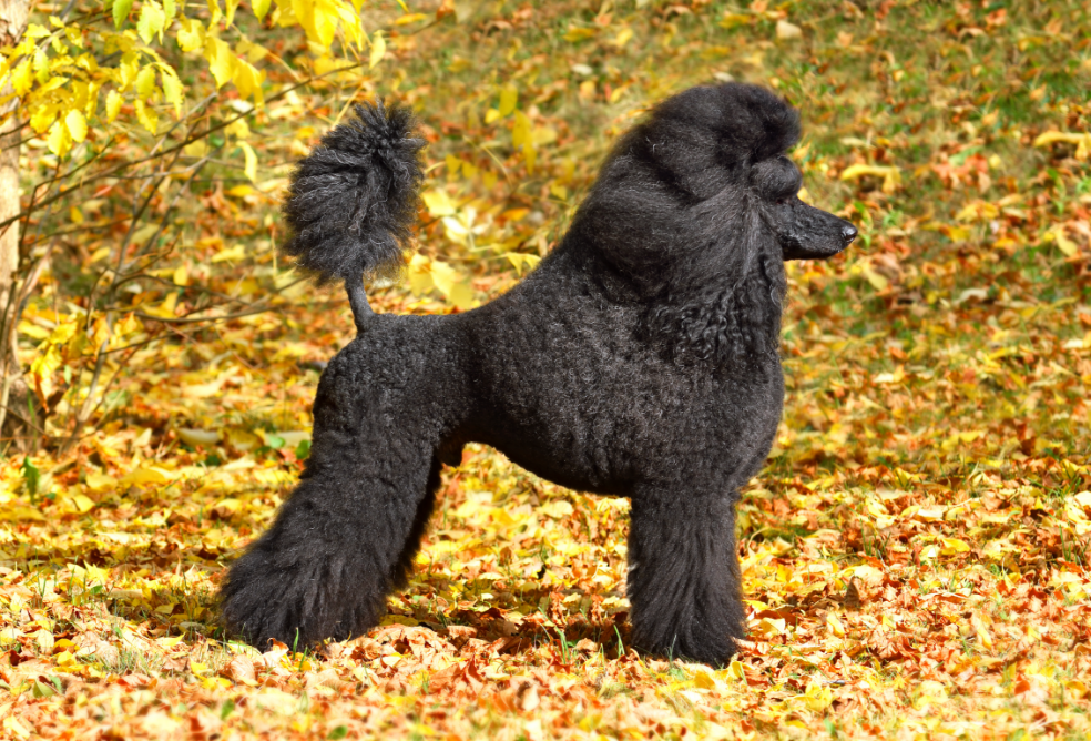3-Fun fact Poodle standard GettyImages-1388575592