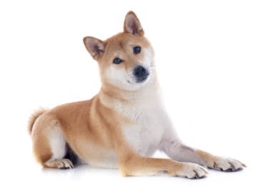 2-Shiba inu laying down GettyImages-462178471