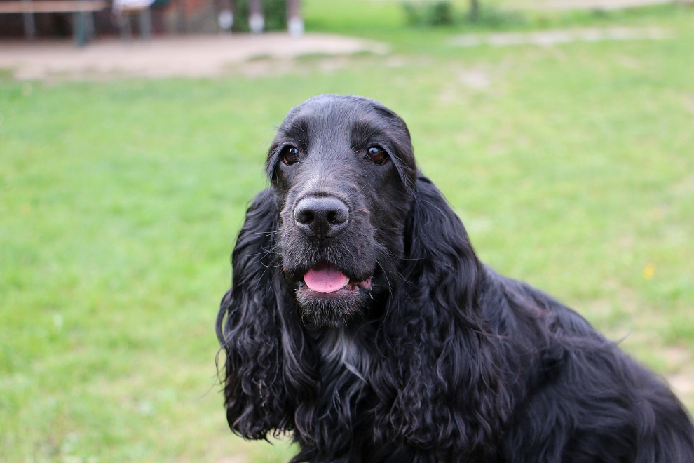 1-Hero image-English cocker spaniel GettyImages-1151194815