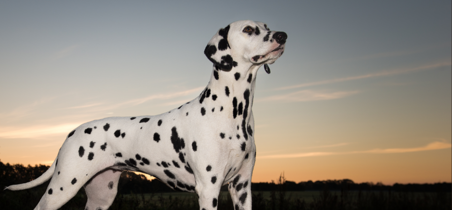 Dalmation image