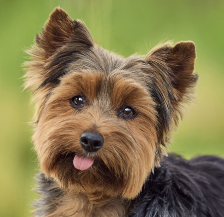 Yorkshire Terrier