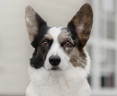 Cardigan Welsh Corgi