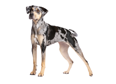 2-Catahoula leopard dog standing up GettyImages-1175747069