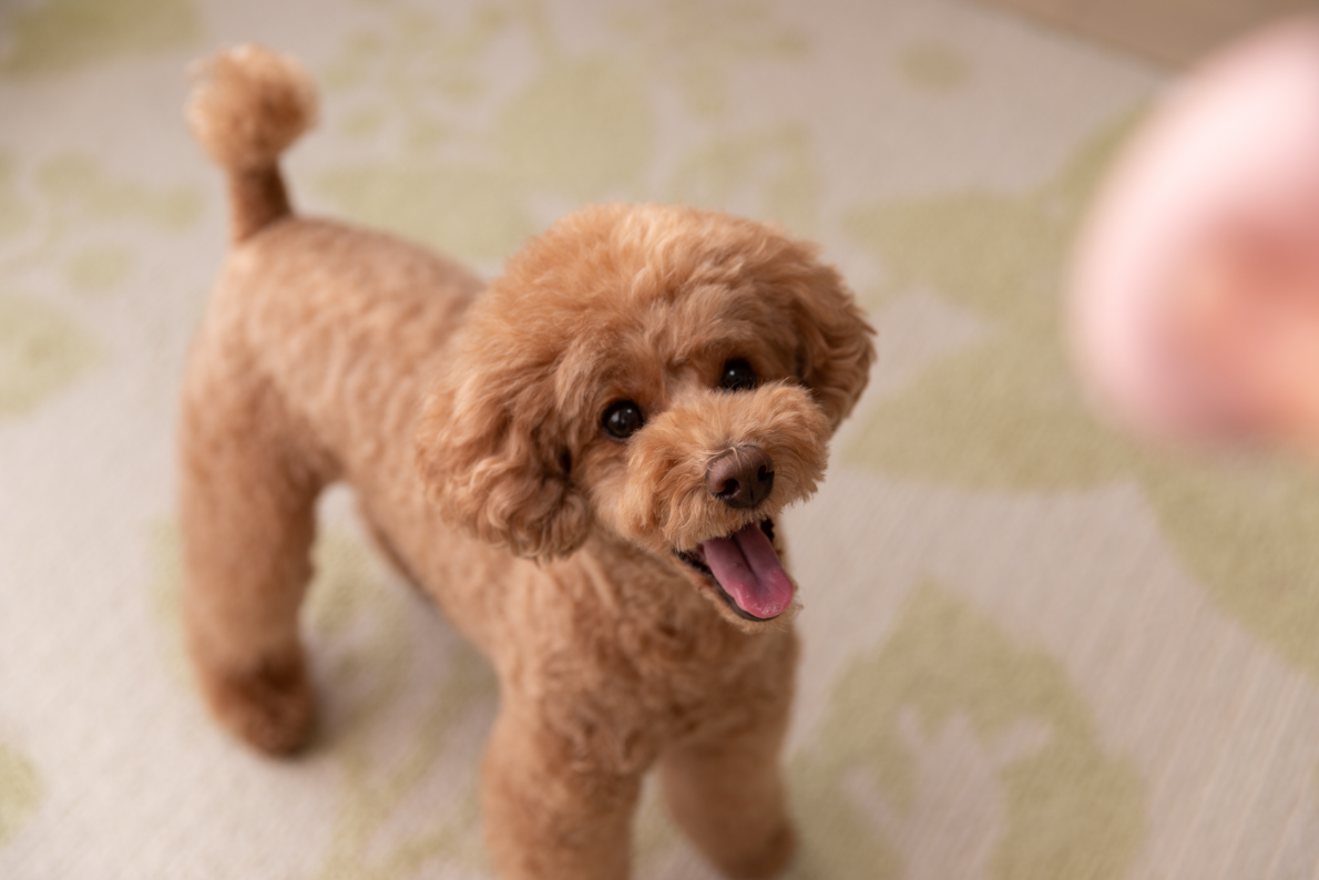 3-Fun fact Poodle toy GettyImages-1186855402