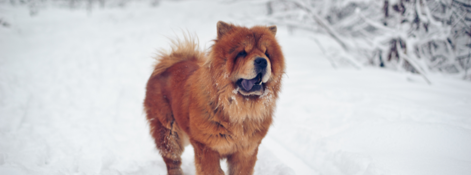 3-Fun fact-Chow chow GettyImages-177372178