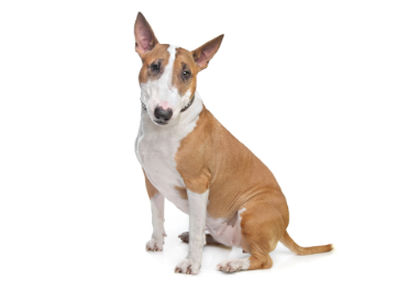 2-English bull terrier-Standard sitting up GettyImages-162285194