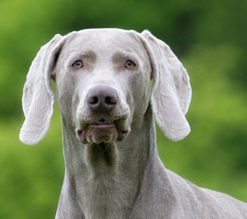 Weimaraner