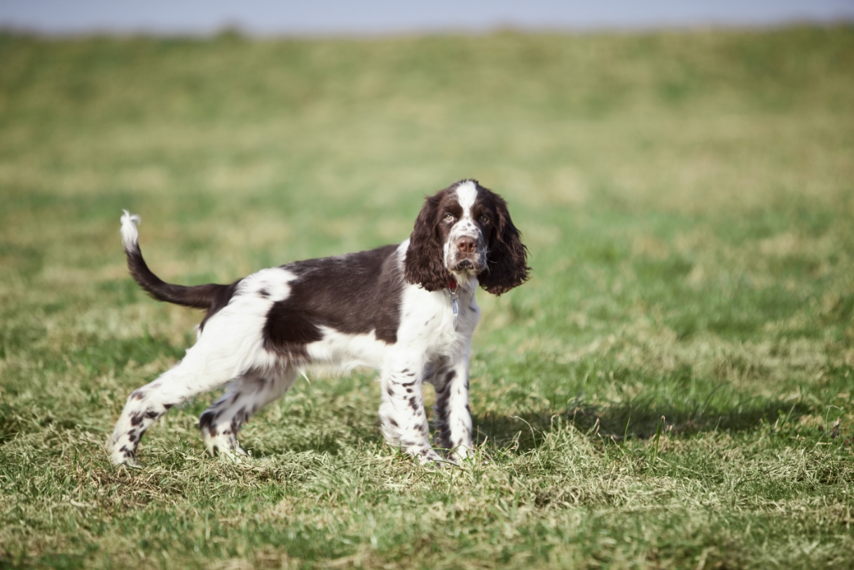 3-Fun fact-English springer spaniel GettyImages-483338610