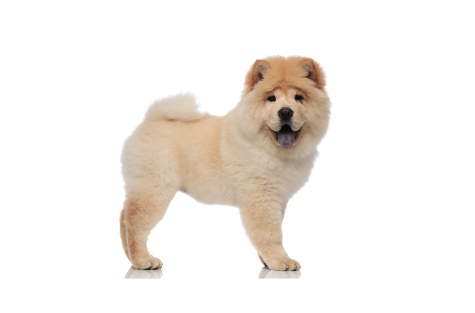 2-Chow chow standing up GettyImages-1093998084