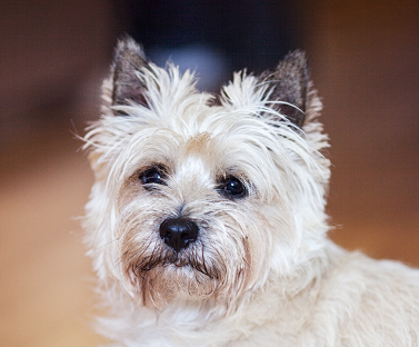 Cairn Terrier