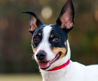 Rat Terrier