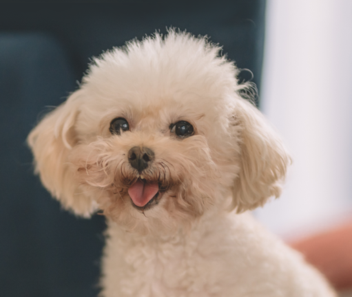 Poodle Toy or Teacup