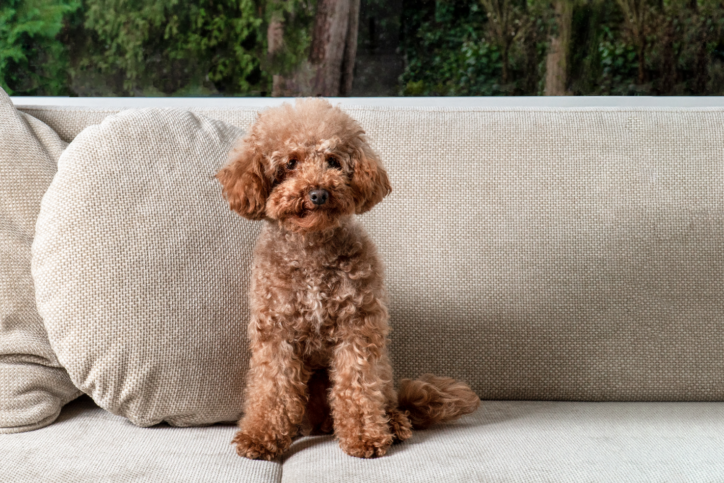 1-Hero image-Poodle minature GettyImages-1362755017
