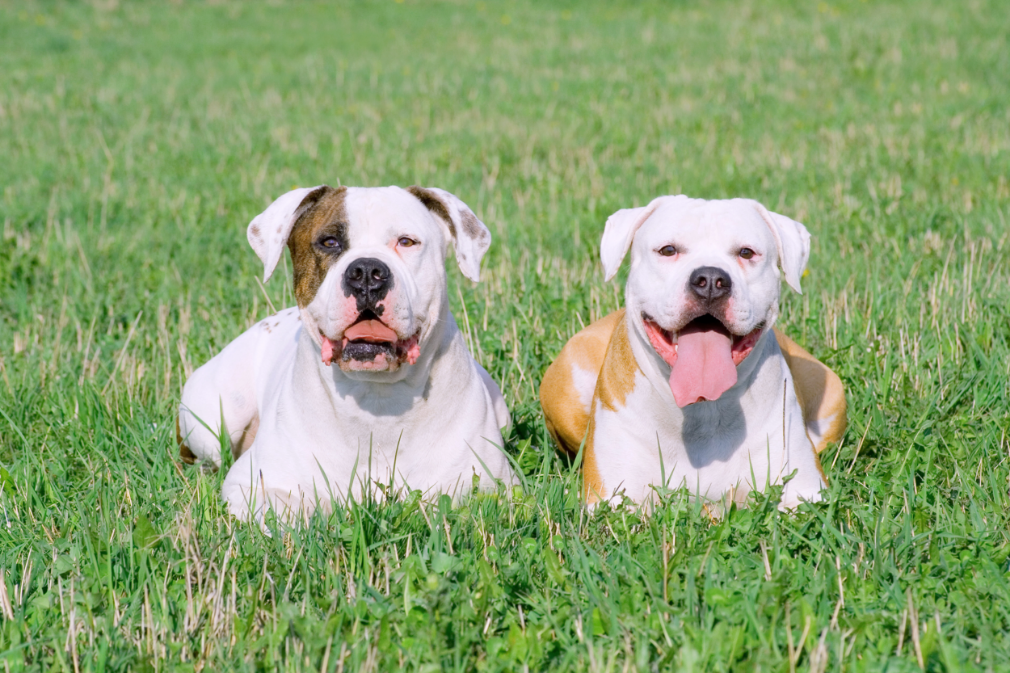 merican-bulldog-gettyimages-93440360