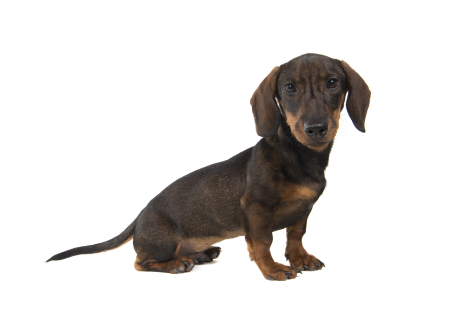 2-Minature dachshund sitting GettyImages-1276957429