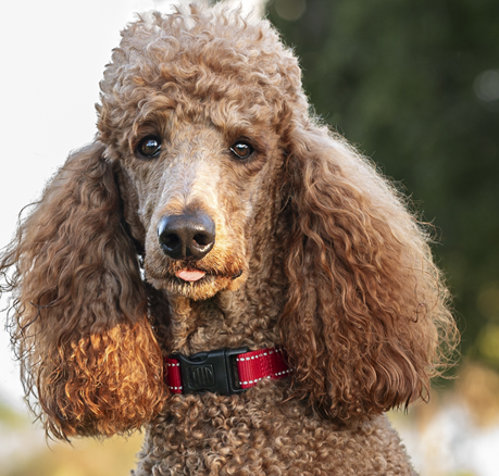 Poodle Standard