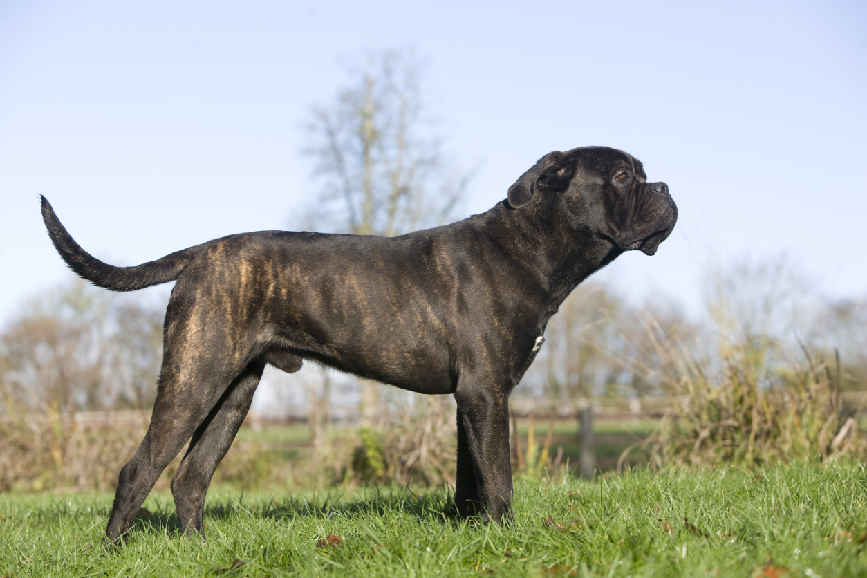 ct-cane-corso-gettyimages-1250408796