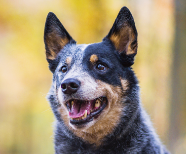 Australian Cattle Dog