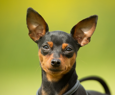 Miniature Pinscher