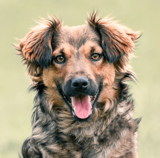 Mixed-Breed Dog (Large)